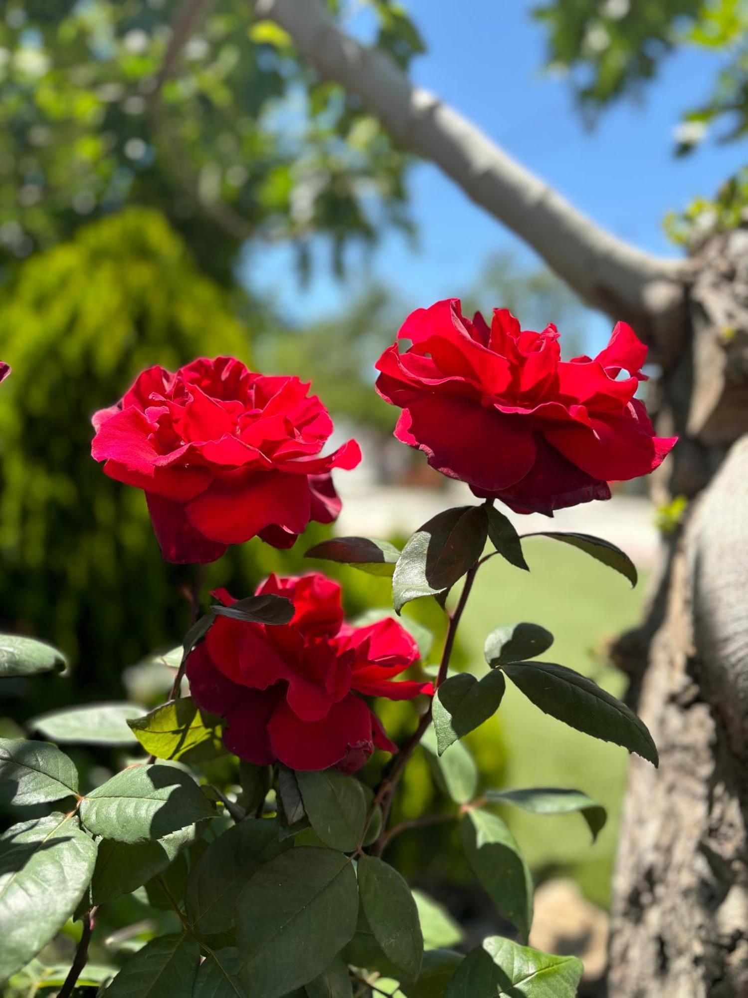 Finca Mi Alma Ogíjares Kültér fotó